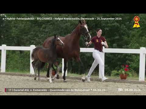 Lot 17 v. Esmeraldo / Quasimodo van de Molendreef