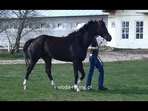 wałach Gared (Grand Presidium - Gondola / Jape) 2013, Przegląd w Stajni Rosłońce, 8.04.2017