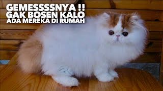 Download lagu GEMEEESS!! 10 JENIS KUCING TERCANTIK DI DUNIA mp3