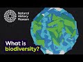 What Is Biodiversity Natural History Museum