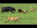 Loving Mother Herd Do All They Can To Save Baby Buffalo From Lions