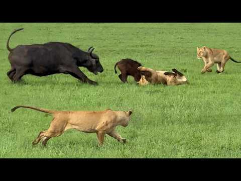 Loving Mother & Herd Do All They Can to Save Baby Buffalo from Lions