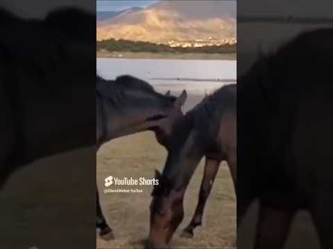 Naturaleza en Capilla del Monte, Córdoba, Argentina.#caballos