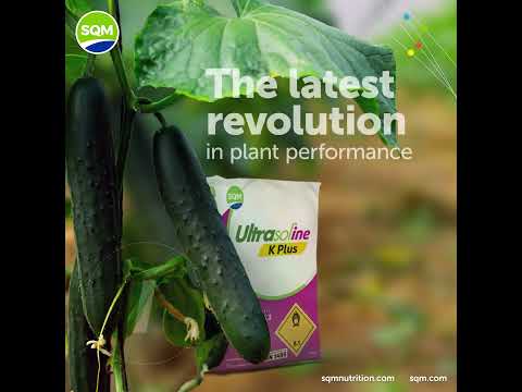 Plant growth #sqm #sqmnutrition #propertiesiodine #agro #agriculture