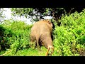 Trouble Making Bull Elephant Translocated To Safer Forest To Save Its Life From Haters
