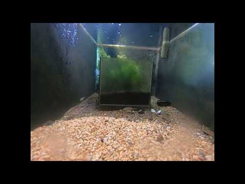 五ヶ瀬川の魚たち