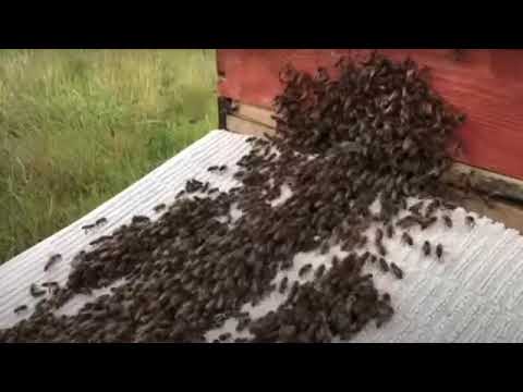 Moving wild bees into a man made hive
