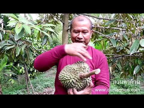 วิธีการห่อและตัดทุเรียน...ฉบับชาวสวนนนทบุรี