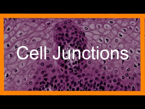 Epithelial Cell Junctions