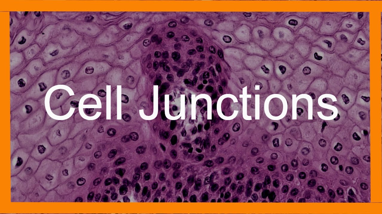 Epithelial Cell Junctions