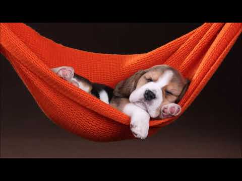 🎧Música PARA dormir 🎧GATOS Y PERROS🎧   Música para dormir Perros 🐱🐶