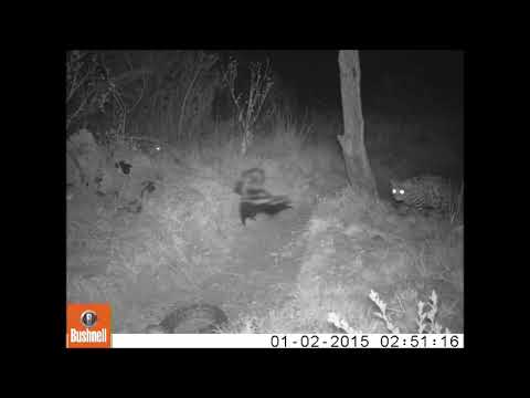 Black-Footed Cat in the Karoo encountering a snake and a number of fellow residents.