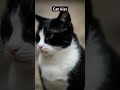 Cat Kiss Shorts
