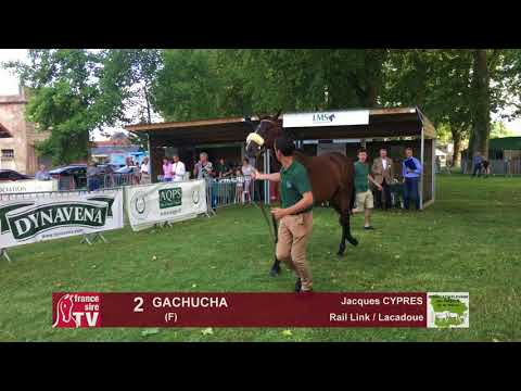 Sprinter Sacré Show 2018 : Lot 2 - GACHUCHA
