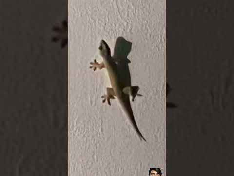 #tiktiki 🦎#shorts #trending #video #like 👍