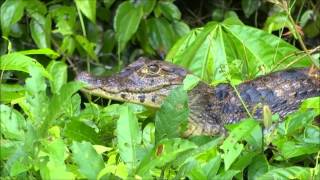 preview picture of video 'Tortuguero National Park, Costa Rica'
