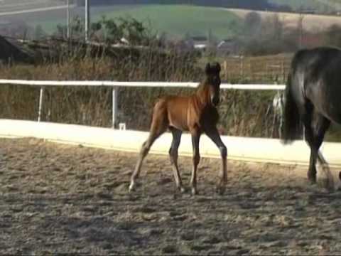 (Z)Fohlen Belissimo M 07-04-10."SOLD"