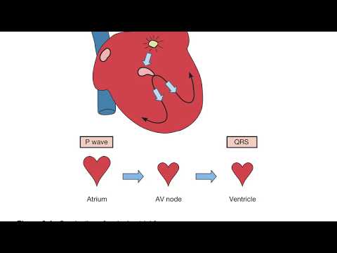 Chapter 8 WAP/ MAT powerpoint lecture