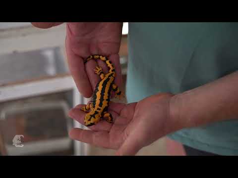 Lurchi in Not | Folge 4.3: Alte Dame