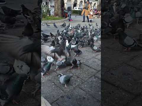 Parque central, Antigua Guatemala, Sacatepéquez #guatemala #mexico #musica #yosoydelos7mil