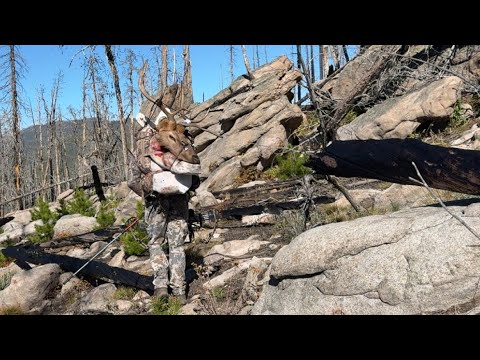 🔥 MONTANA ~ THE BURN BULL 🔥