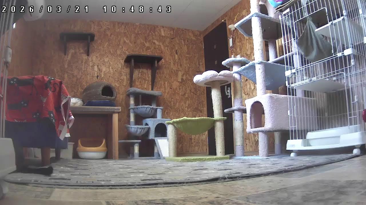 子猫の部屋Live@笑にゃんこ王国(秩父) [Cat live]