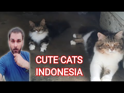 SUPER FUNNY & CUTEST CATS | KUCING SUPER LUCU & LUCU