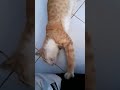 Funny Cat Majikan Pijat Babu Tapi Pijatnya Pake Kuku