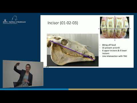 HK 2026 – Dental problems in (Friesian) horses | Dr. S.L. Journée