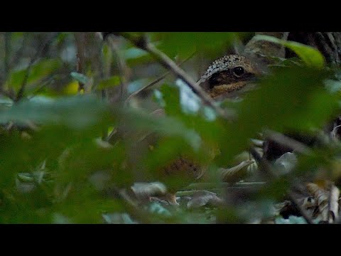 Pita ušatá (Hydrornis phayrei) — biotop a pohyb