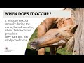 Queensland Itch - Causes and Management of Itch (Sweet Itch)