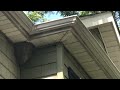 Large Hornets Nest in the Corner of the Home in Somerville, NJ