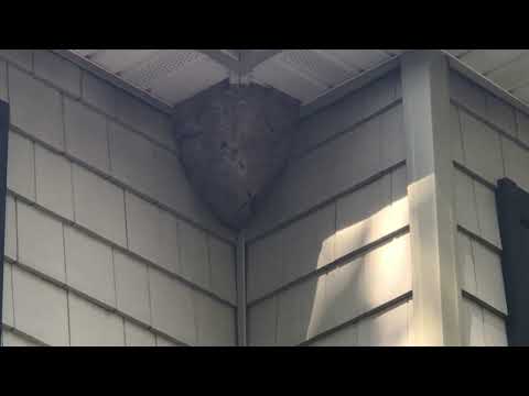 Large Hornets Nest in the Corner of the Home in Somerville, NJ