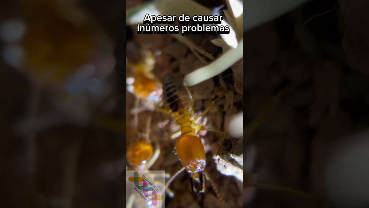 Cupins #zoologia #curiosidades #biologia #cienciasbiologicas #shortvideo #shorts #short #shortsvideo