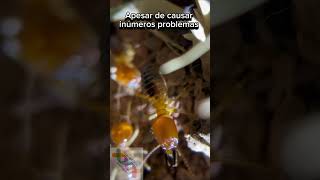 Cupins #zoologia #curiosidades #biologia #cienciasbiologicas #shortvideo #shorts #short #shortsvideo