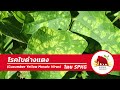 โรคใบด่างแตง cucumber yellow mosaic virus cmv