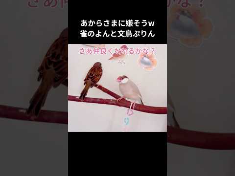 野生のスズメを飼いならす方法 ヒント 誘引するもの 何を食べるのか