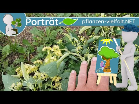 🌳🖼️ Porträt 04 - Winter- & Sommer-Linde (Tilia cordata & grandifolia) - Baum-Steckbrief (Essbar)