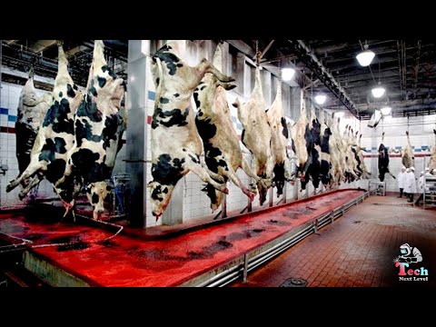 Incredible Modern Giant Beef Processing Technology...