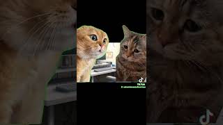 とある歌い手の1日#猫ミーム #猫ミーム日常 #歌ってみた #新人歌い手