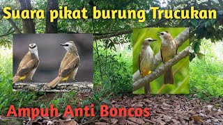 Download lagu Suara pikat burung Trucukan ribut Ampuh anti boncos mp3 Download lagu Suara pikat burung Trucukan ribut Ampuh anti boncos mp3