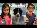 SOMETHING BAD HAPPENED TO OUR DOG PINGU