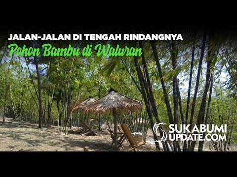 Video: Jalan-jalan di Tengah Rindangnya Pohon Bambu di Waluran
