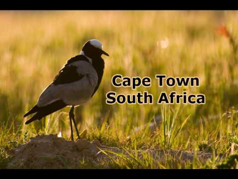 Blacksmith Lapwing Plover - Vanellus armatus - Fish Hoek