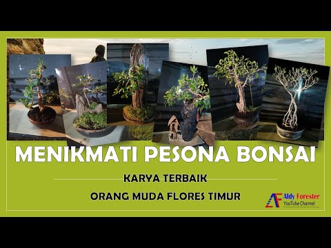 Menikmati Pesona Bonsai Larantuka - Karya Terbaik Orang Muda Flores Timur 2021