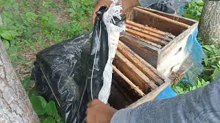 ডিভিশন দেওয়ার পর কেমন আছে মৌমাছির বক্স
