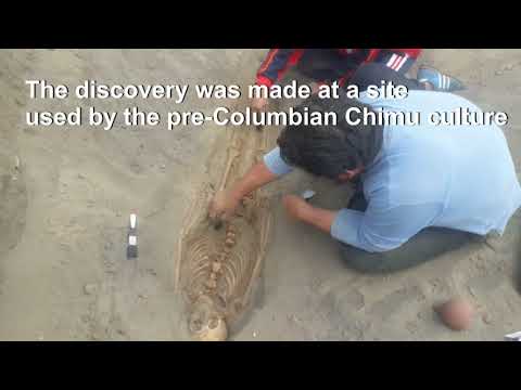 Archeologists Find Remains Of 227 Sacrificed Children In Peru