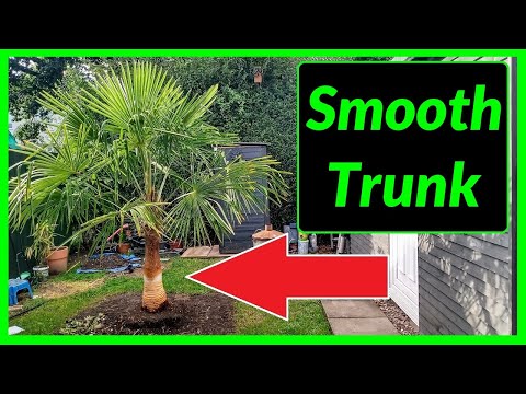 , title : 'How to Fibre Strip a Trachycarpus Fortunei Palm Tree Trunk'