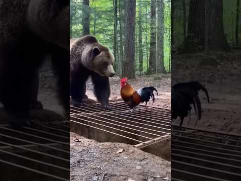 Bear Falls into Hidden Pit While Chasing Rooster 😱 | Wild Boar’s funny Reaction| Ultra Realistic 4K