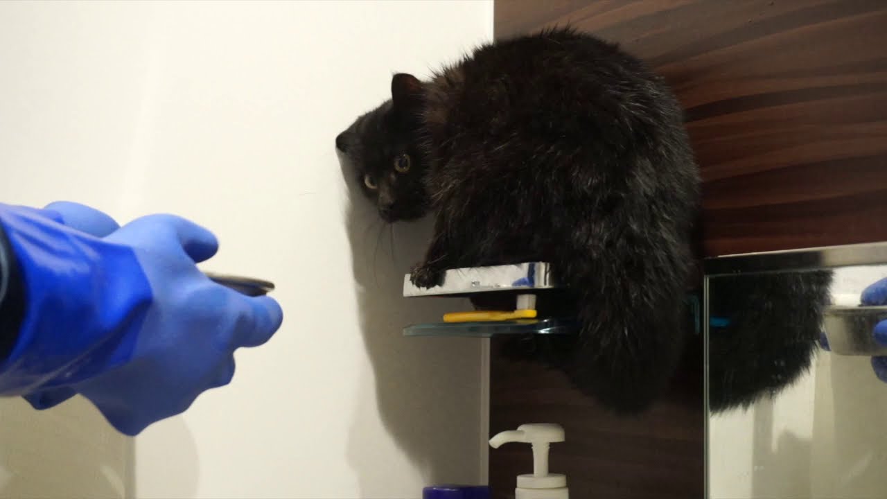 【３６５日〜猫動画】人間を酷く怖がる猫と一緒に暮らす為の準備！